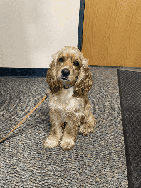 David Campbell's dog that did training with A Work of Heart Therapy and Service Dog Training